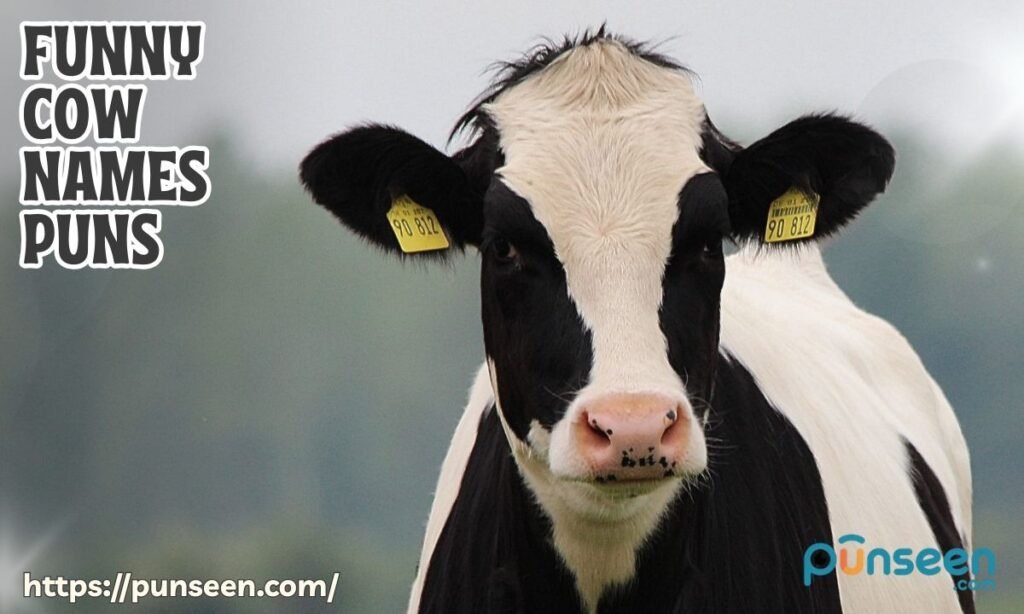 210+Funny Cow Names Puns You’ll Love